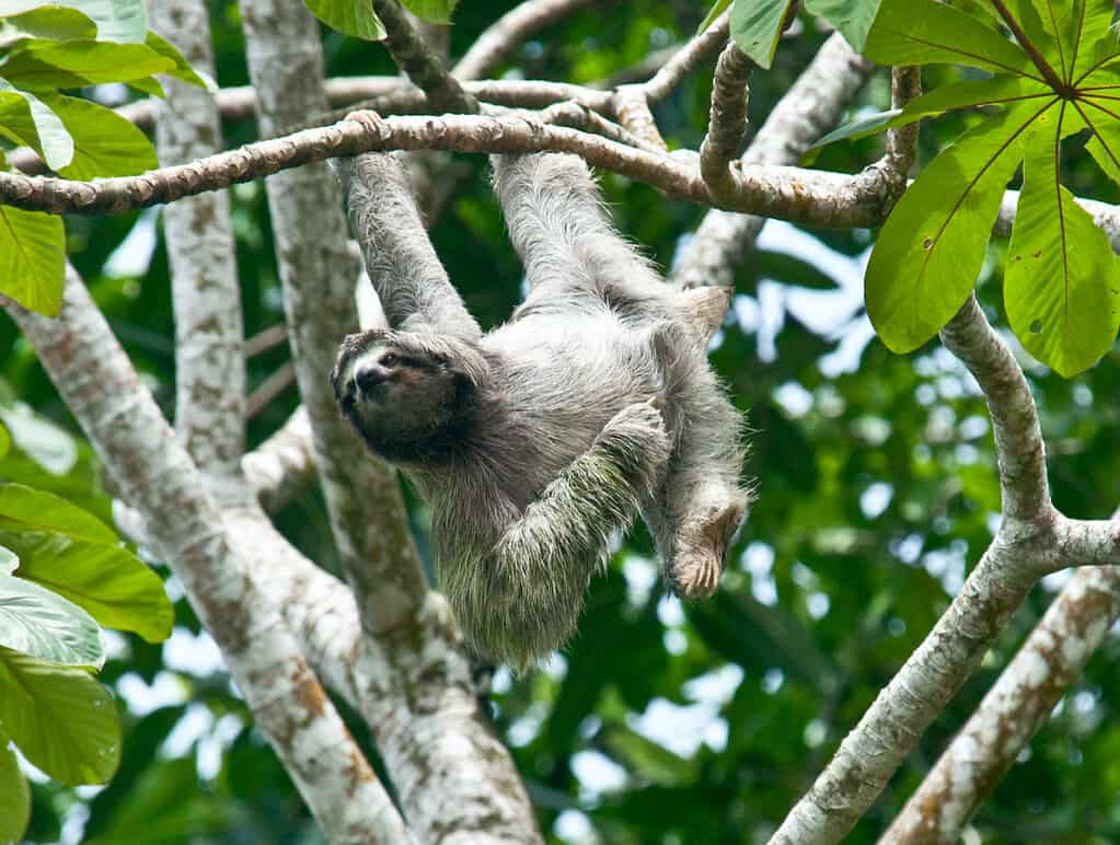 ช้า เล็ก เรียบง่าย สลอธ วิถีชีวิต เคโบะ โออิวะ Keibo Oiwa the Sloth Club