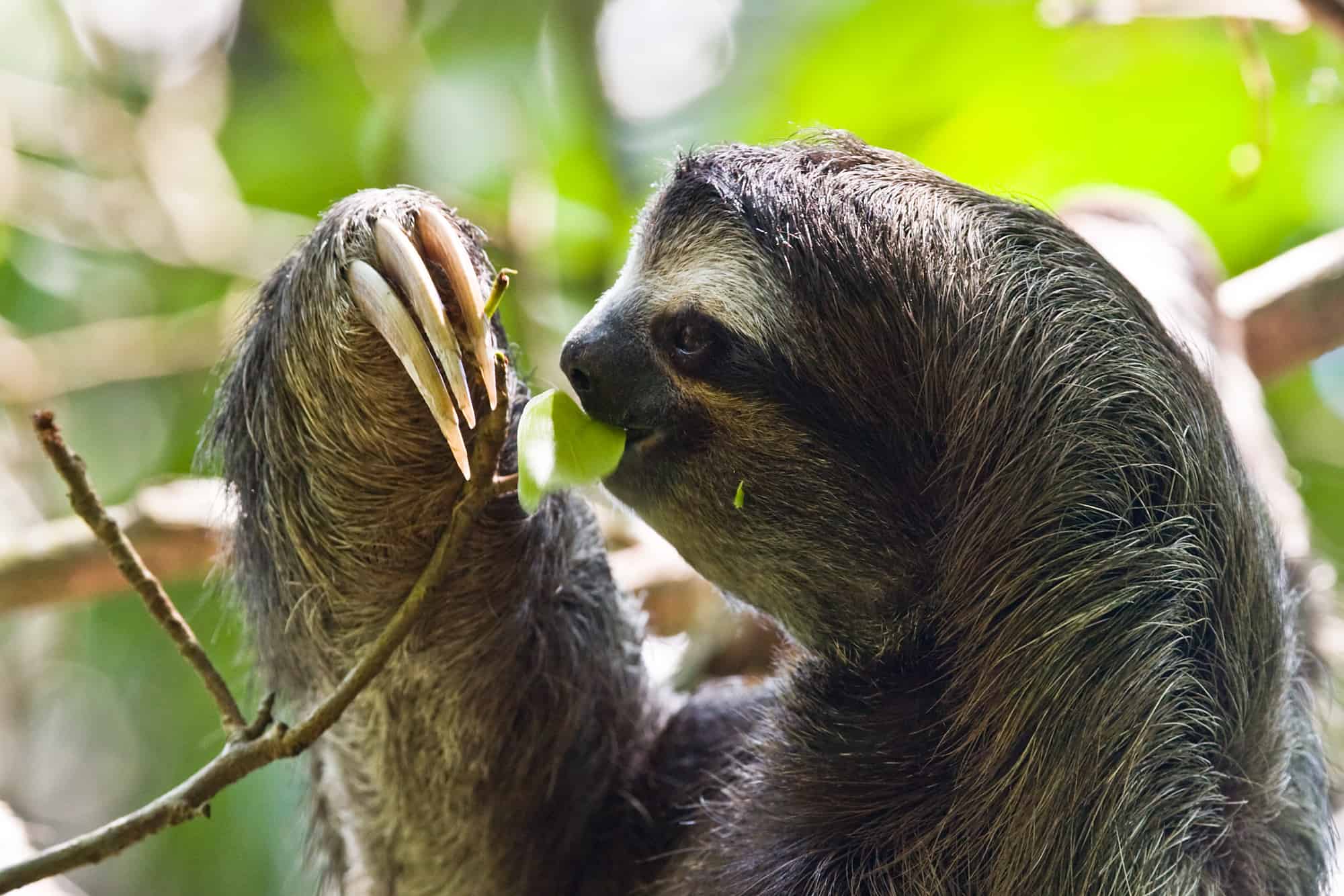 ช้า เล็ก เรียบง่าย สลอธ วิถีชีวิต เคโบะ โออิวะ Keibo Oiwa the Sloth Club