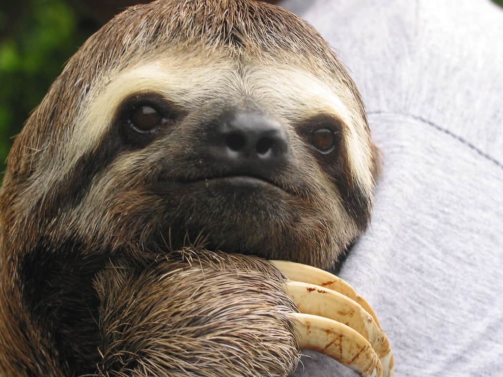 ช้า เล็ก เรียบง่าย สลอธ วิถีชีวิต เคโบะ โออิวะ Keibo Oiwa the Sloth Club