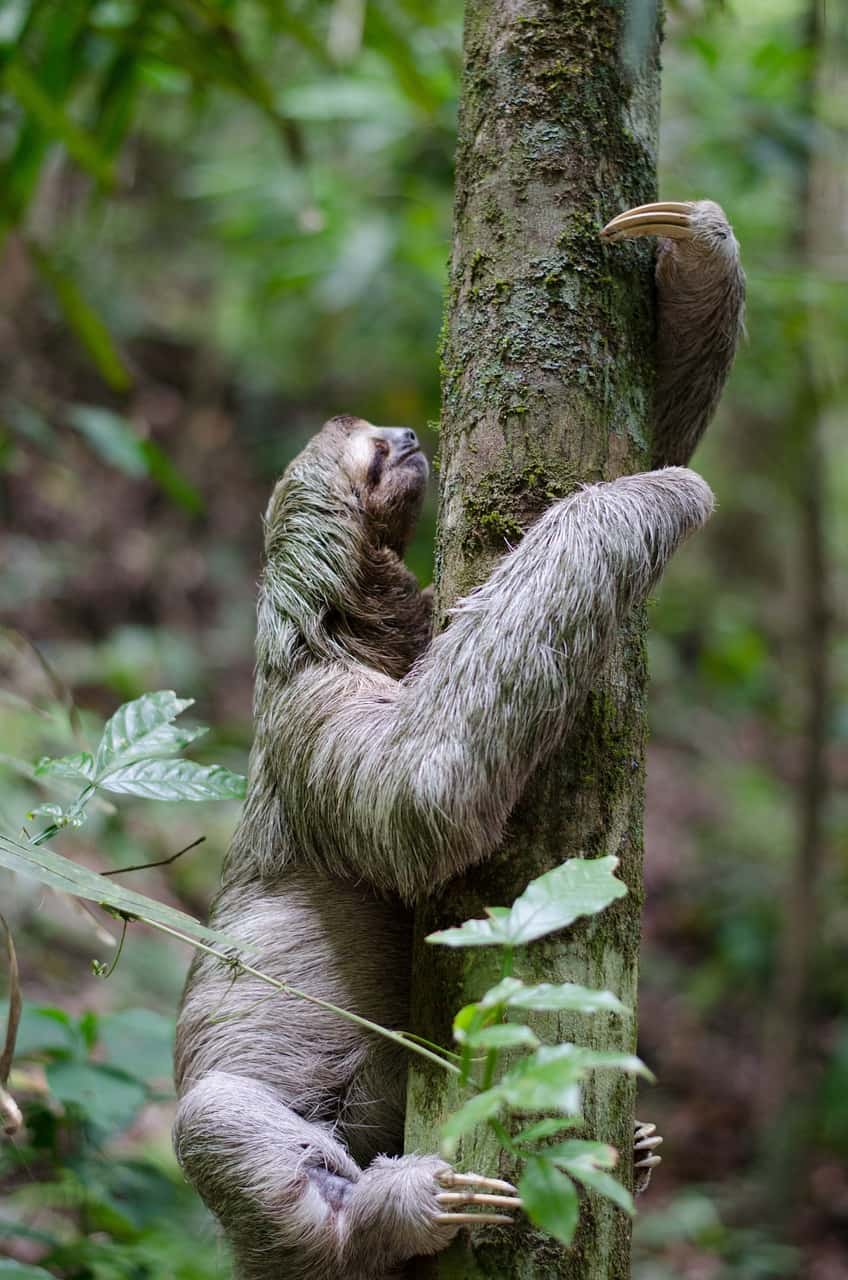 ช้า เล็ก เรียบง่าย สลอธ วิถีชีวิต เคโบะ โออิวะ Keibo Oiwa the Sloth Club