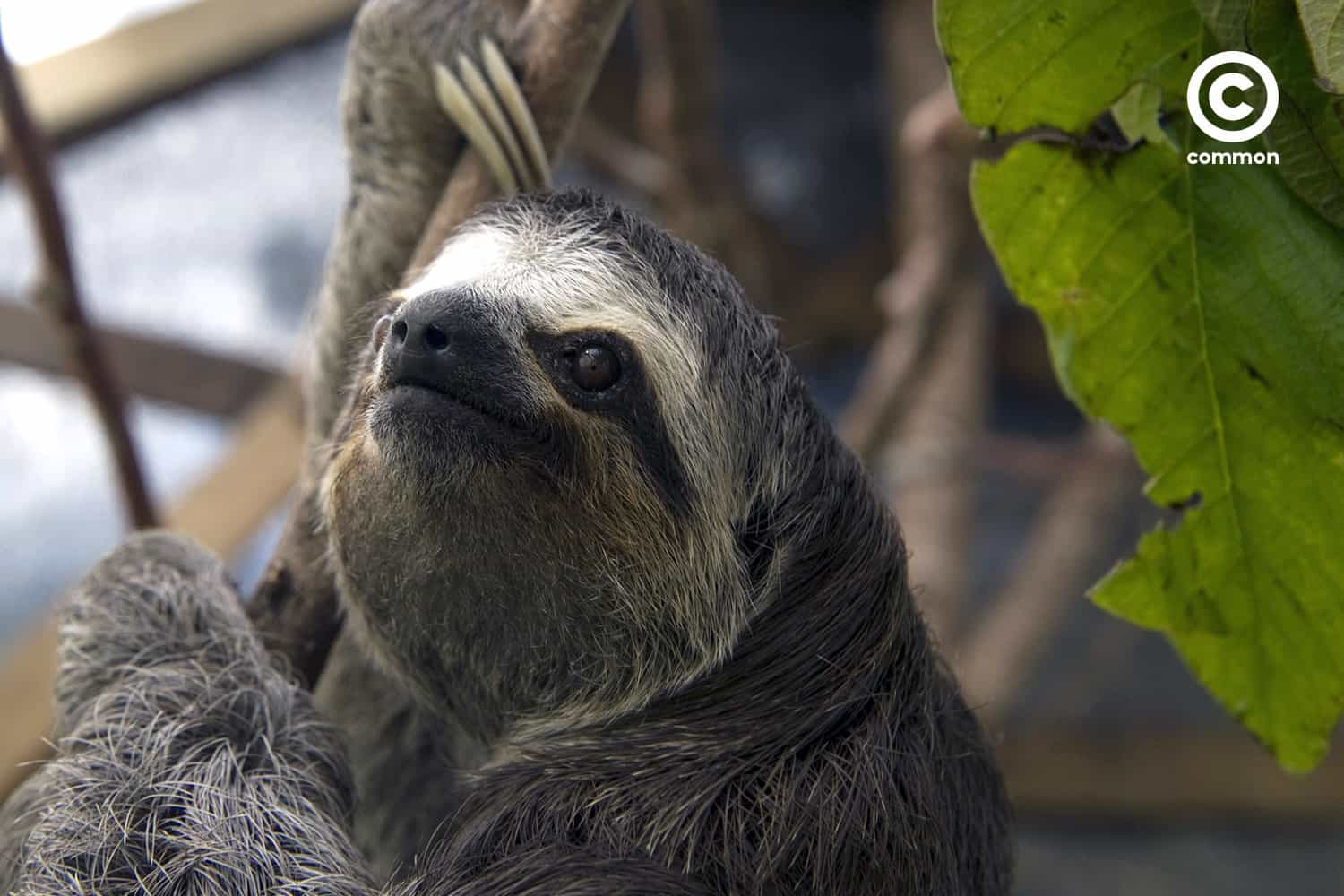 ช้า เล็ก เรียบง่าย สลอธ วิถีชีวิต เคโบะ โออิวะ Keibo Oiwa the Sloth Club