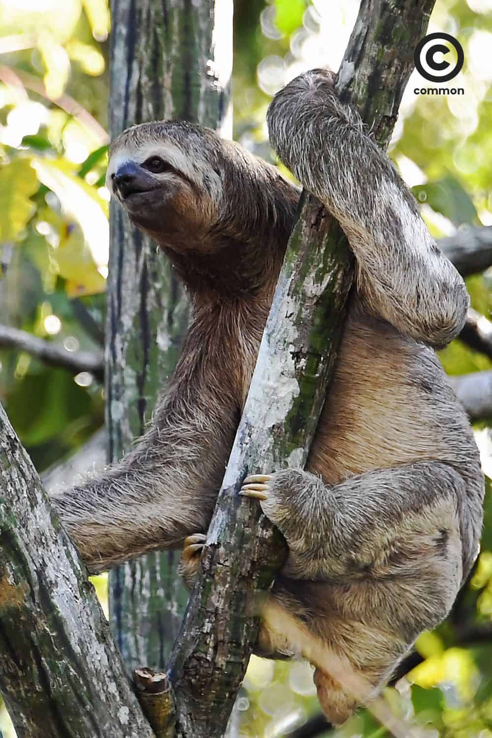 ช้า เล็ก เรียบง่าย สลอธ วิถีชีวิต เคโบะ โออิวะ Keibo Oiwa the Sloth Club