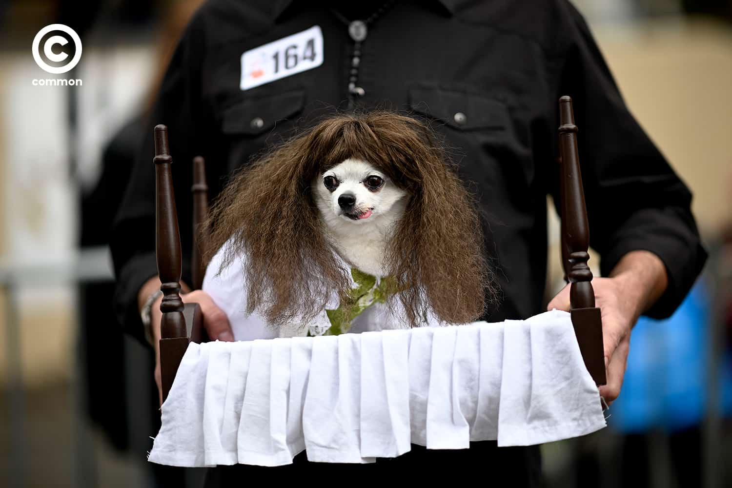 fancy dog
