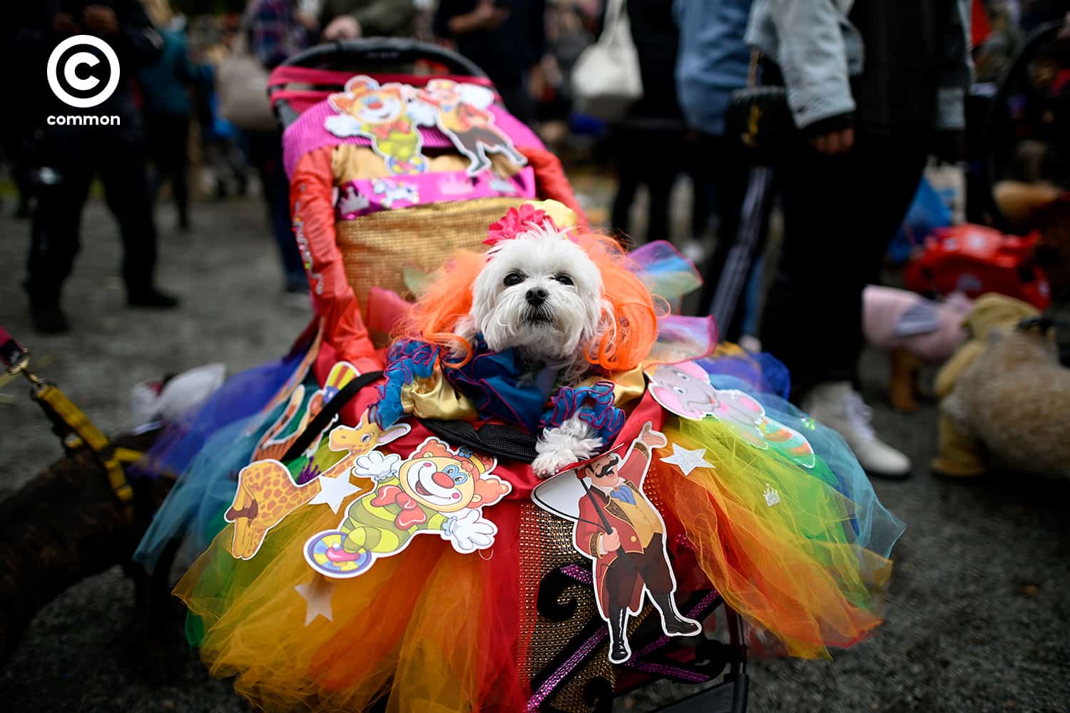 fancy dog