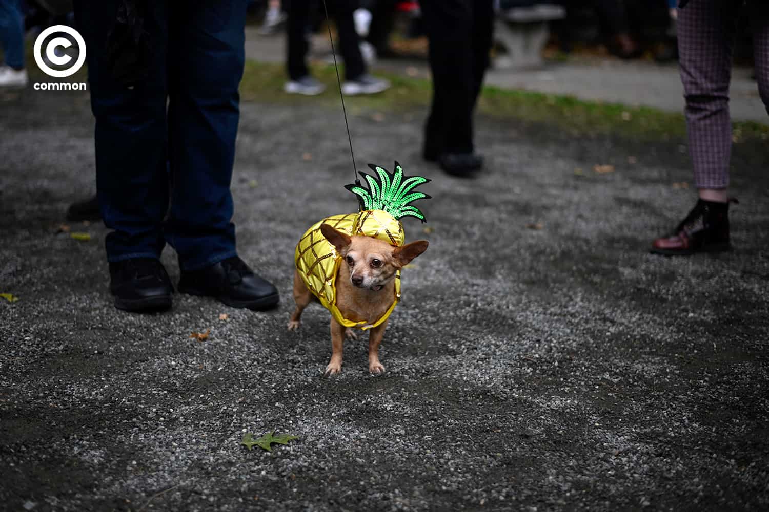 fancy dog