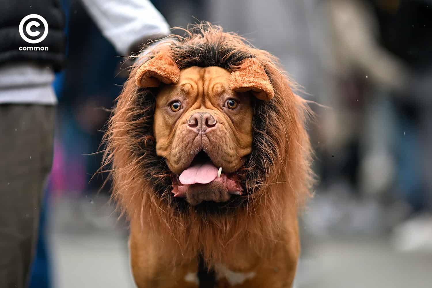 fancy dog