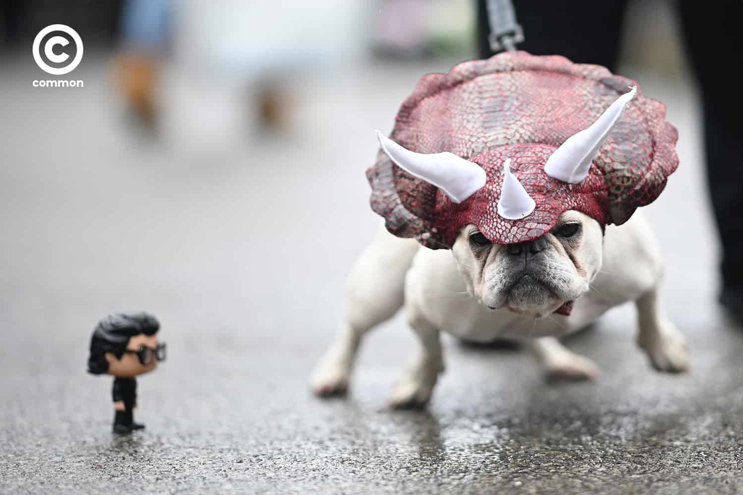 fancy dog
