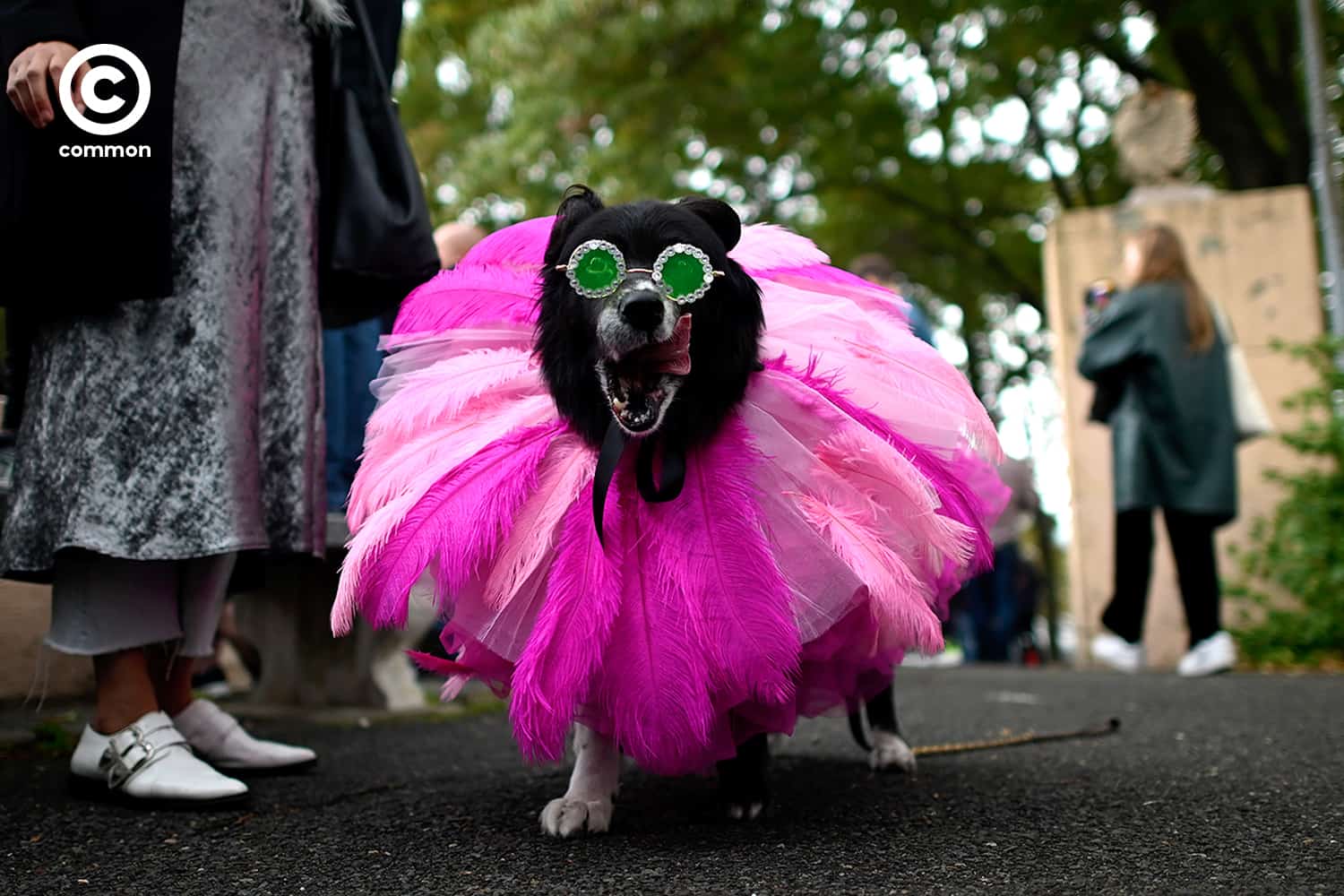 fancy dog