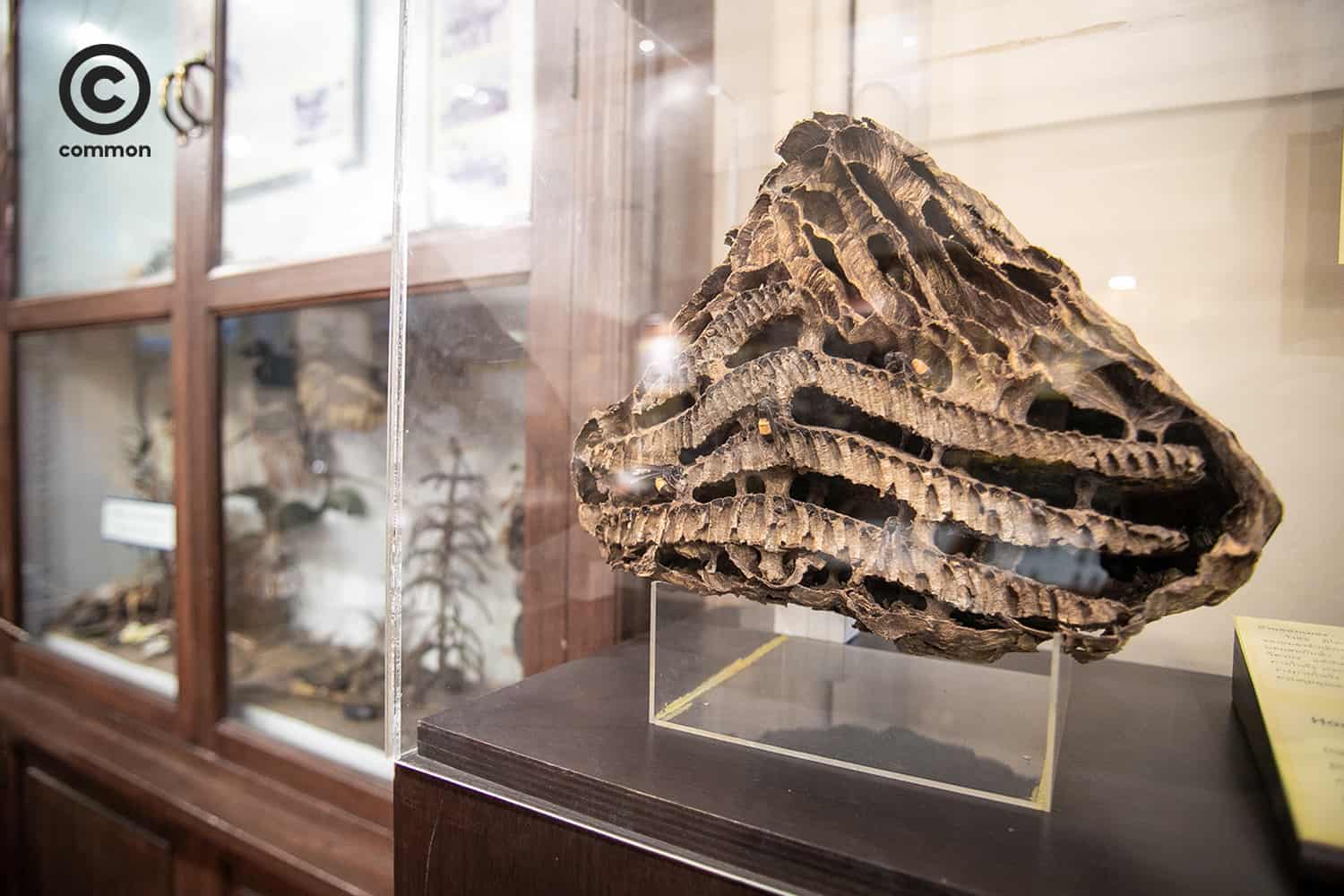 cu museum 
