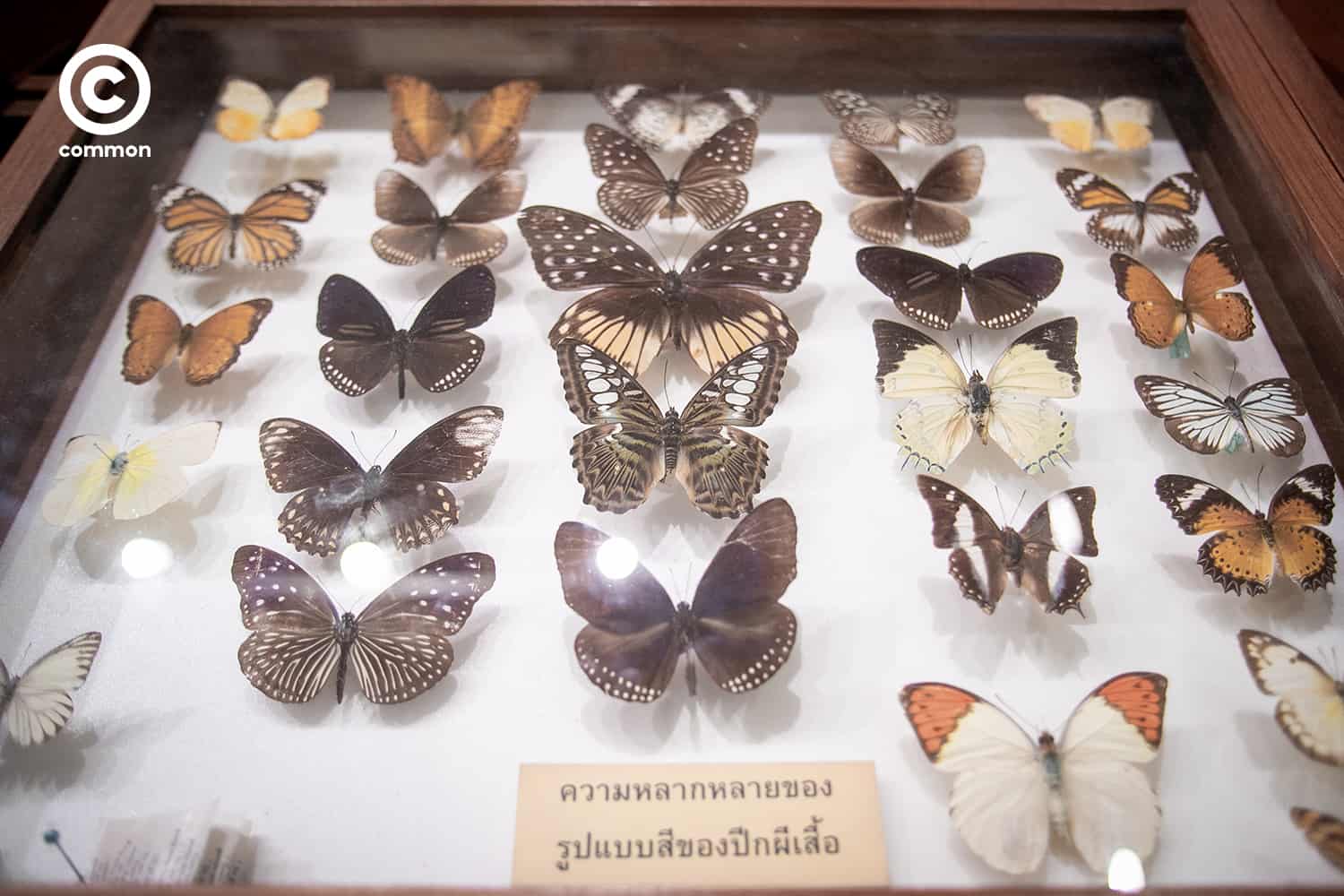 cu museum 