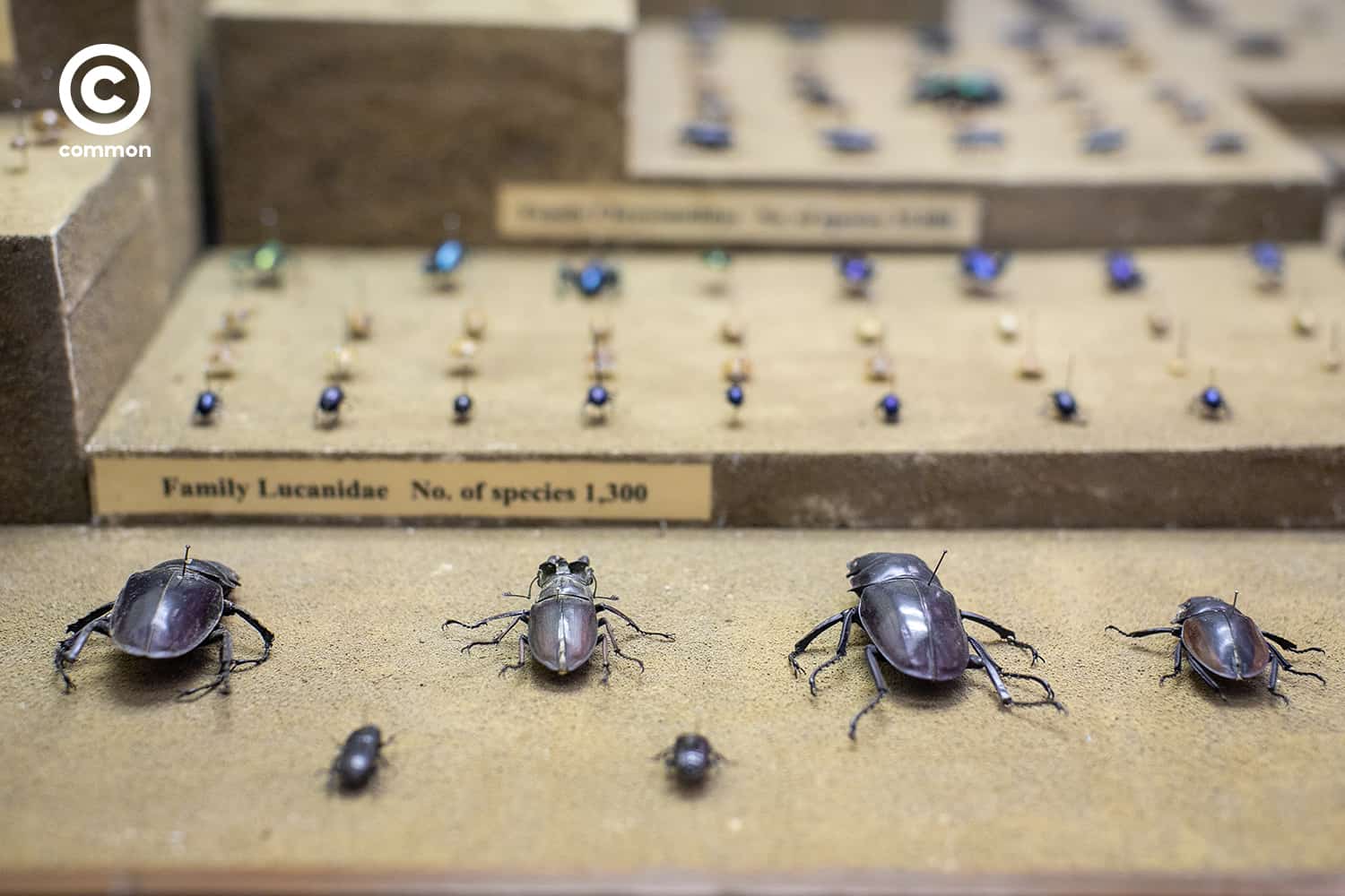 cu museum 