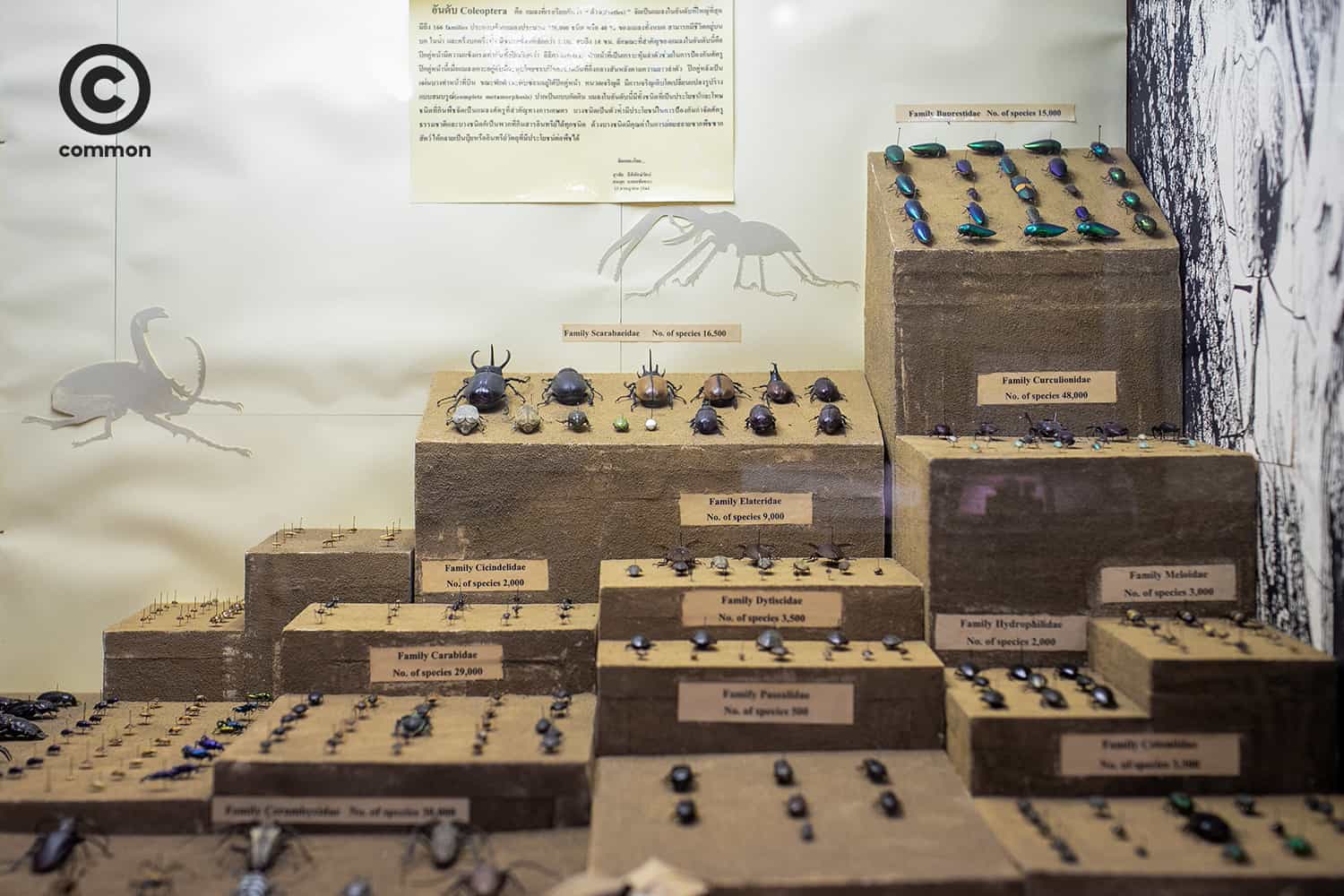 cu museum 