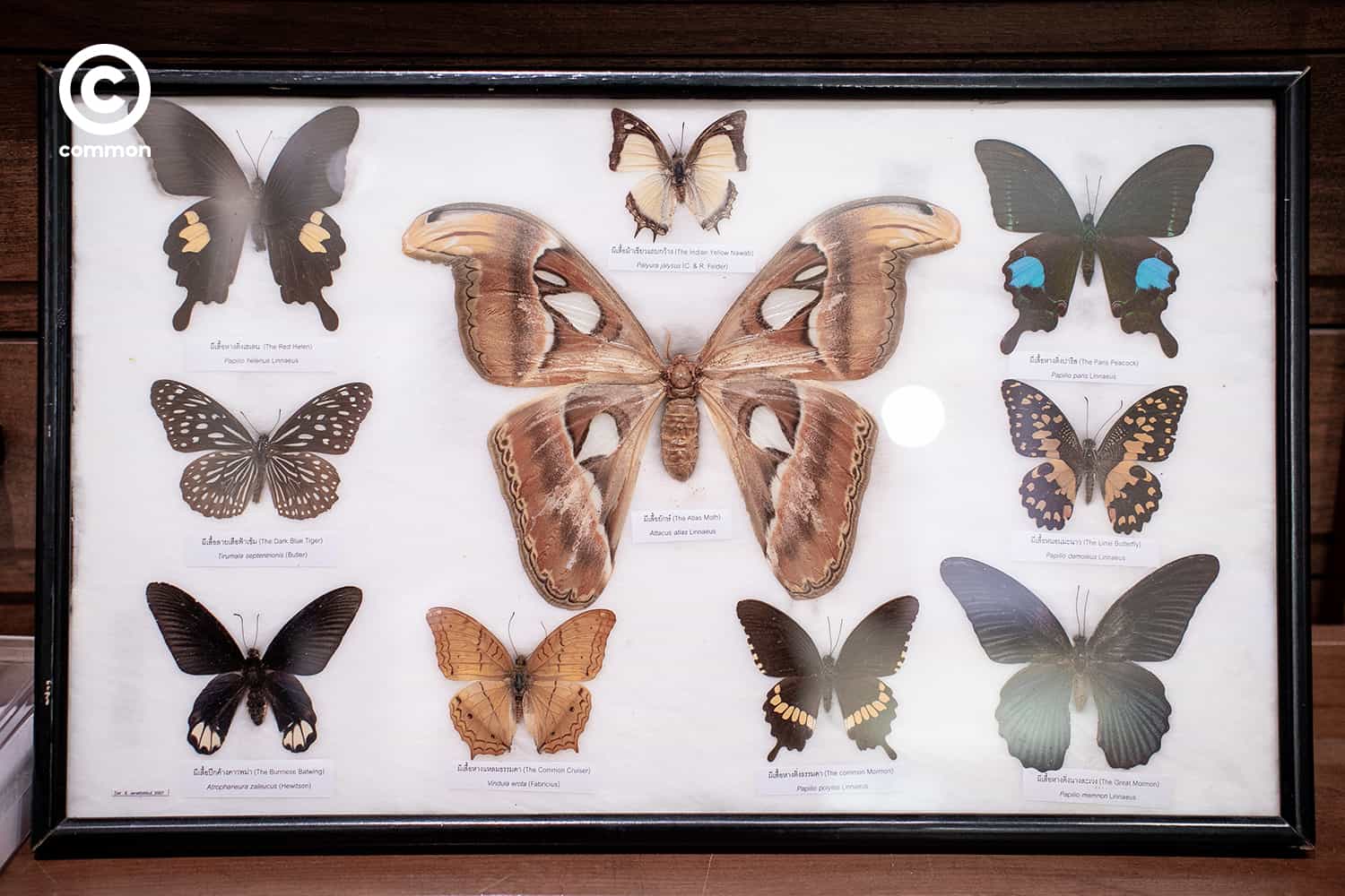 cu museum 