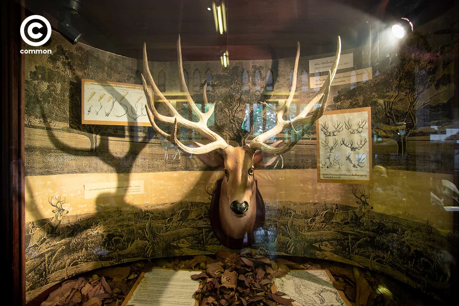 cu museum