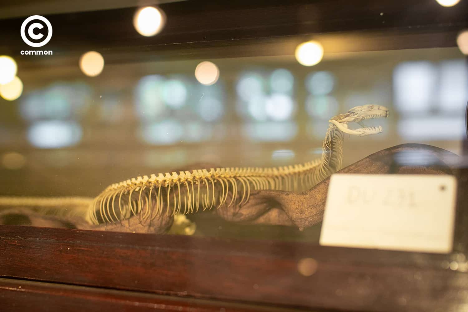 cu museum