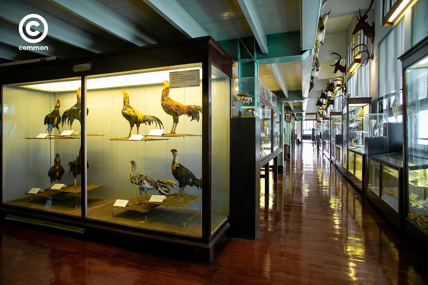 cu museum