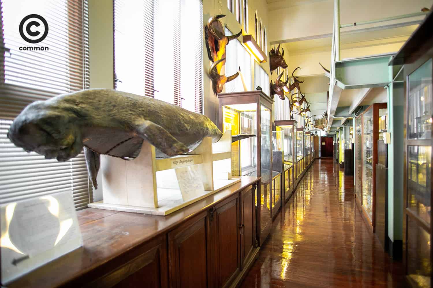 cu museum
