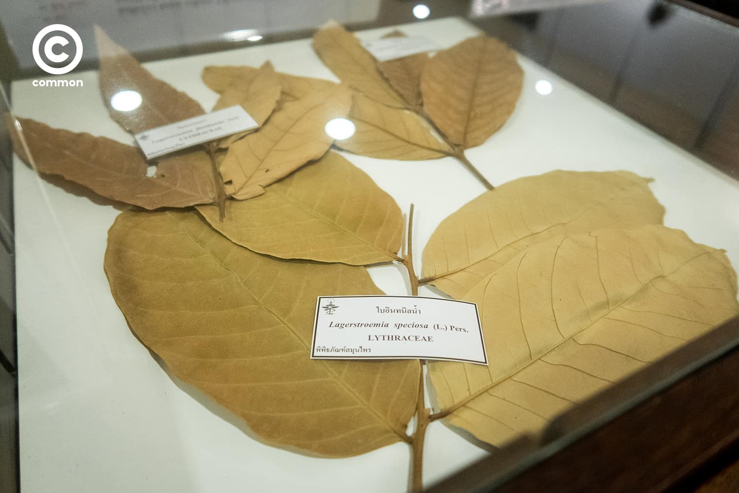 cu museum 