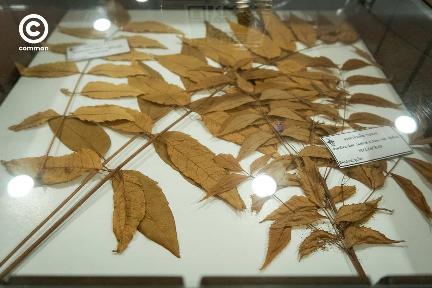 cu museum 