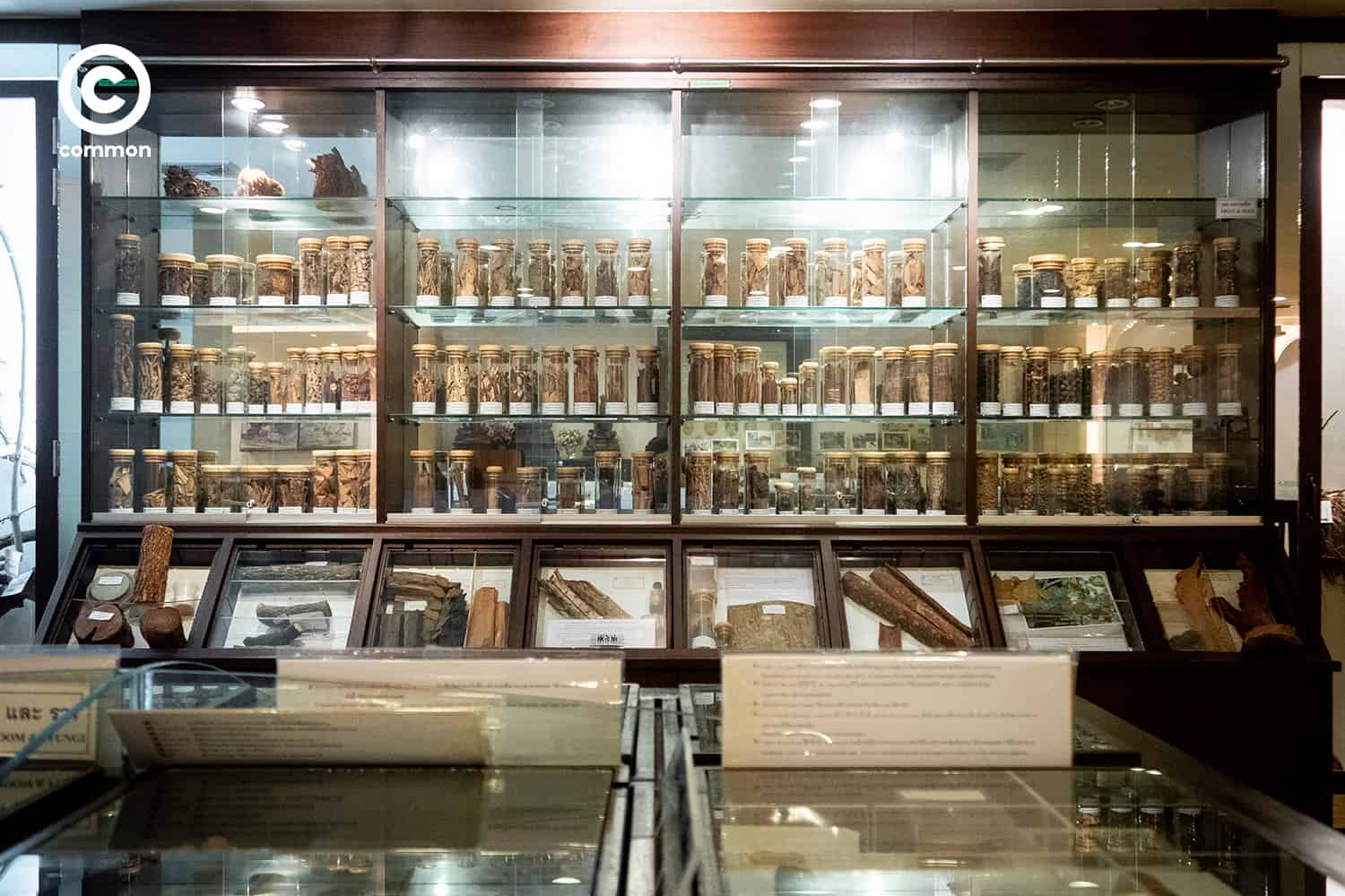 cu museum 