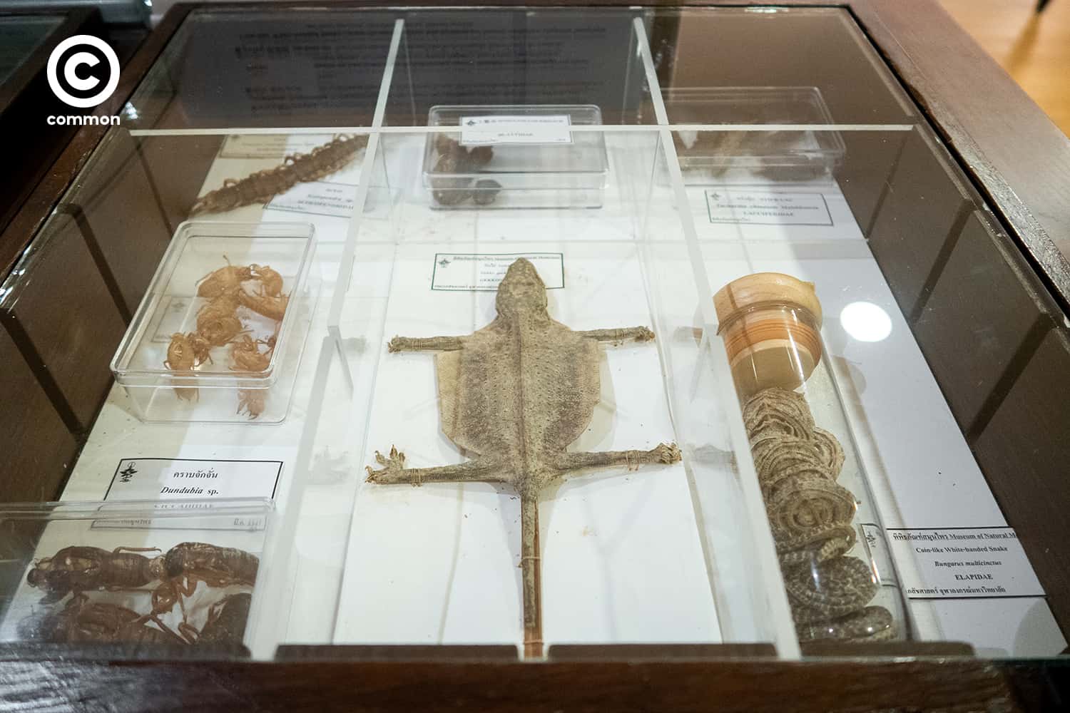 cu museum 