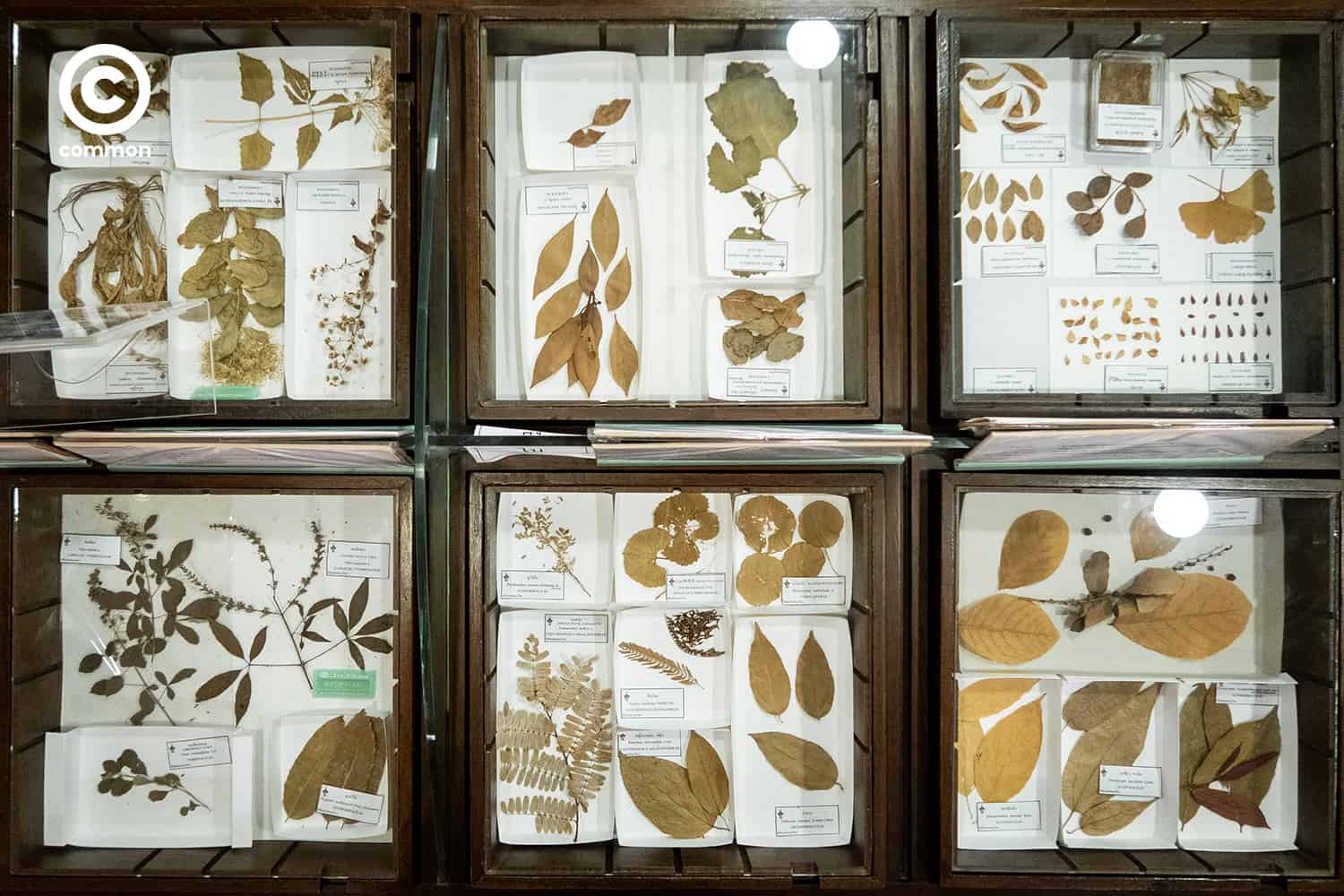 cu museum 