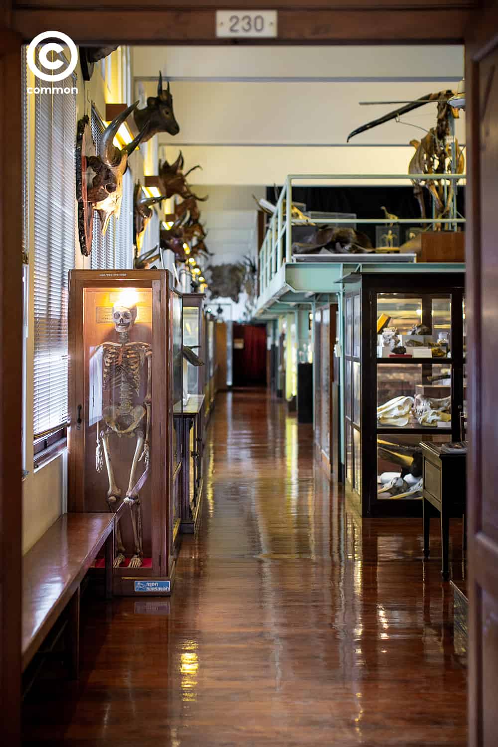 cu museum 