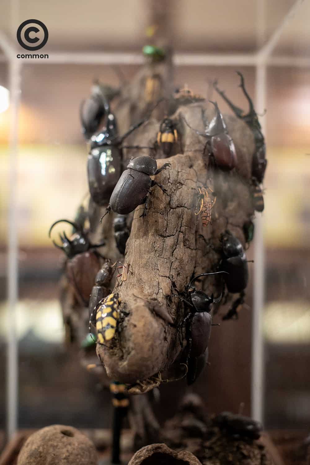 cu museum 