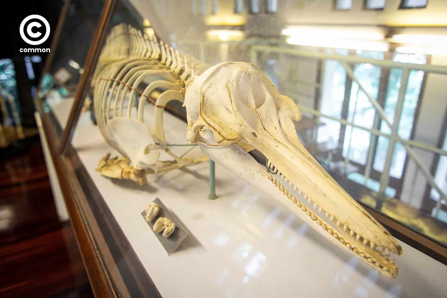 cu museum