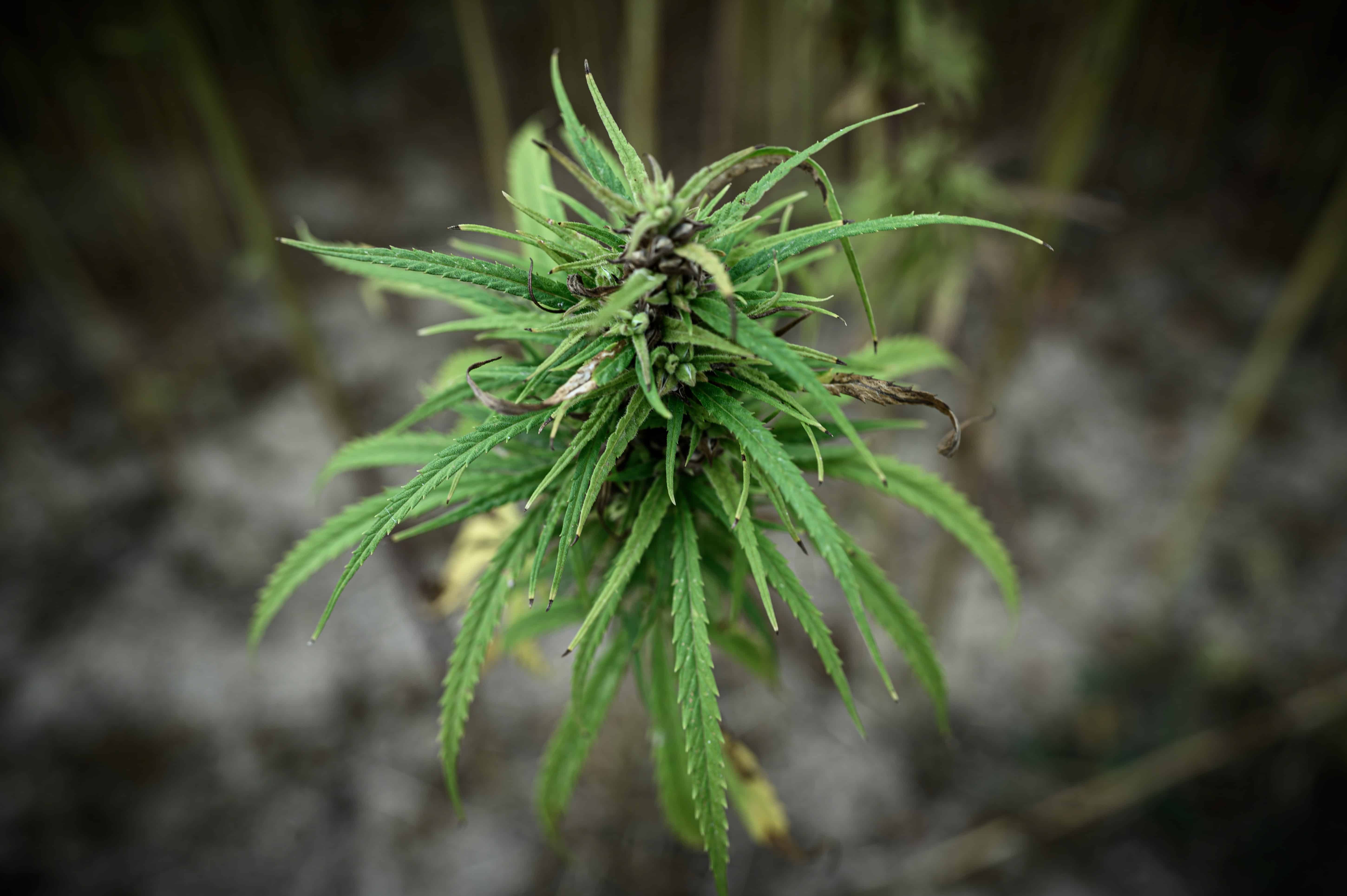 hemp