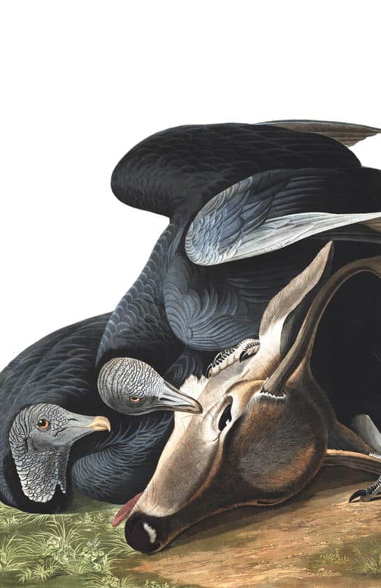 birds of America 