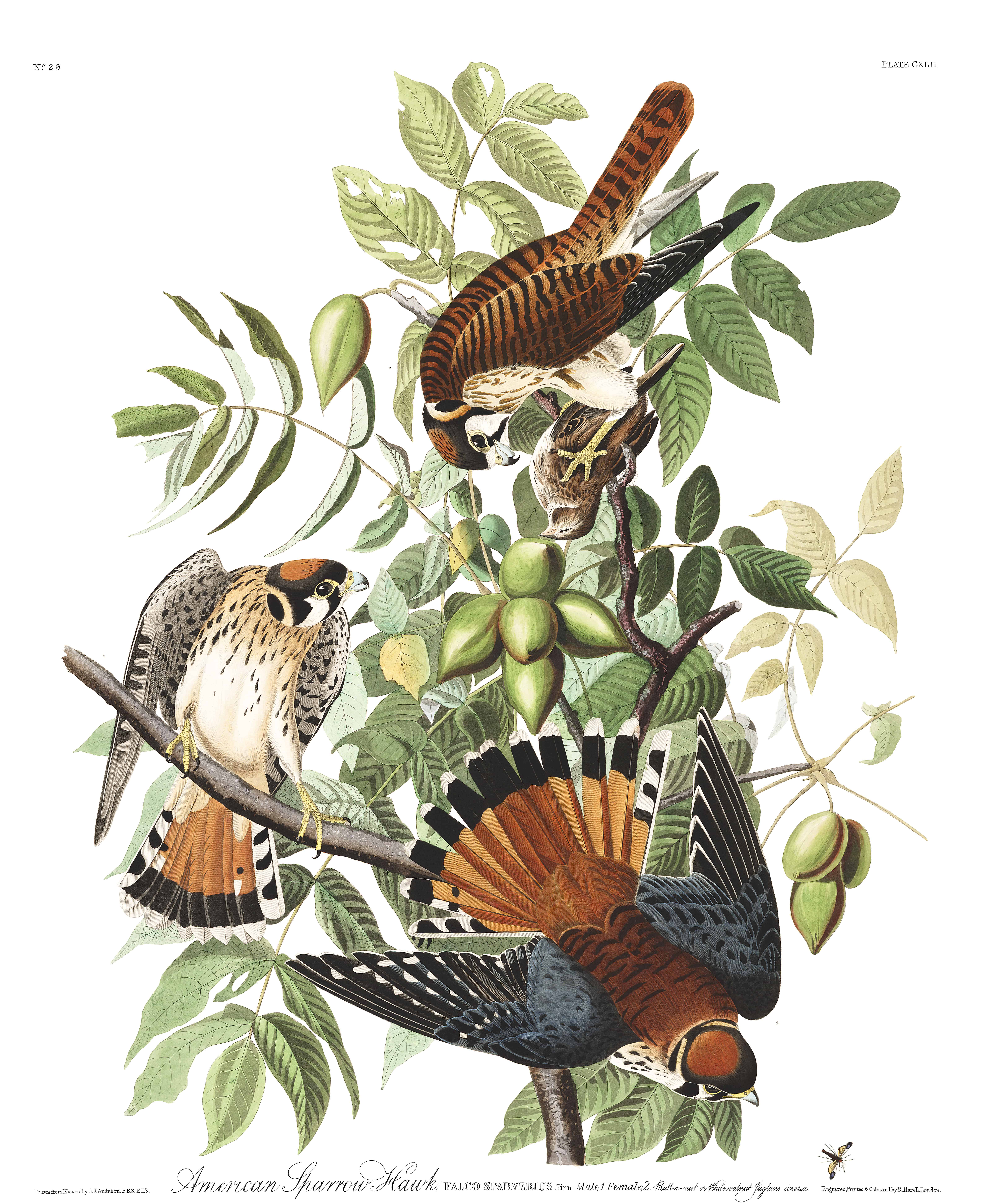 birds of America 