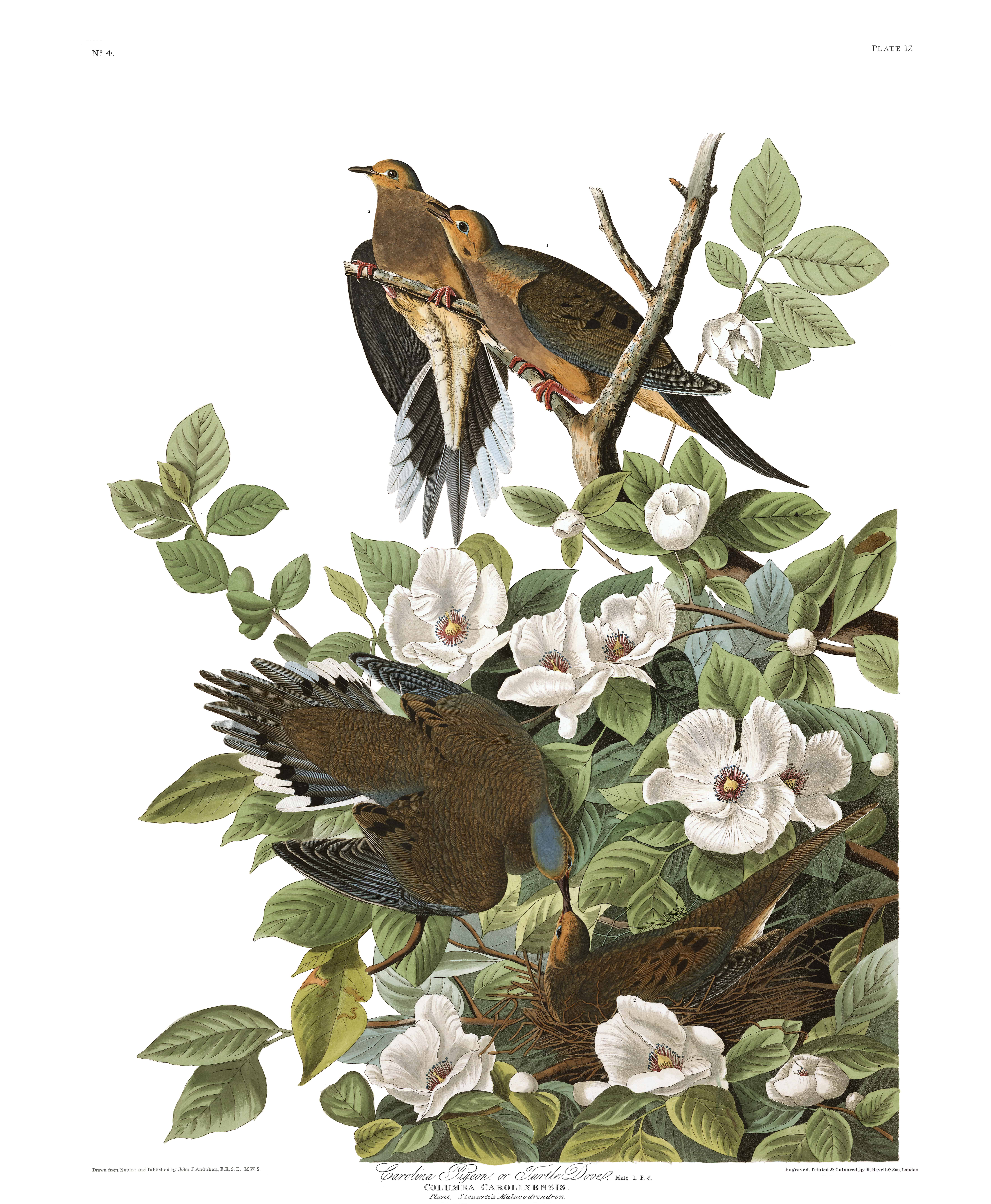 birds of America
