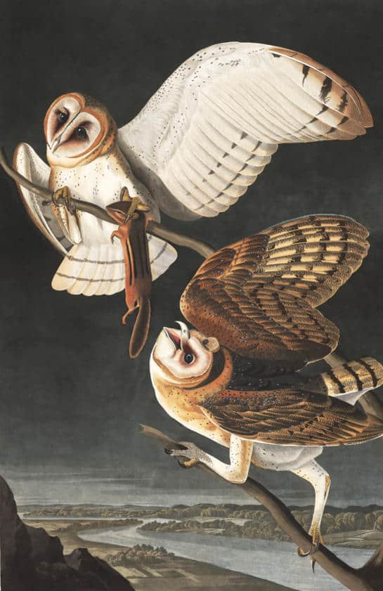 birds of America 
