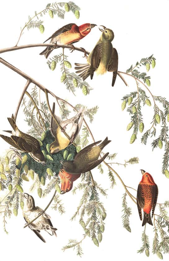 birds of America 