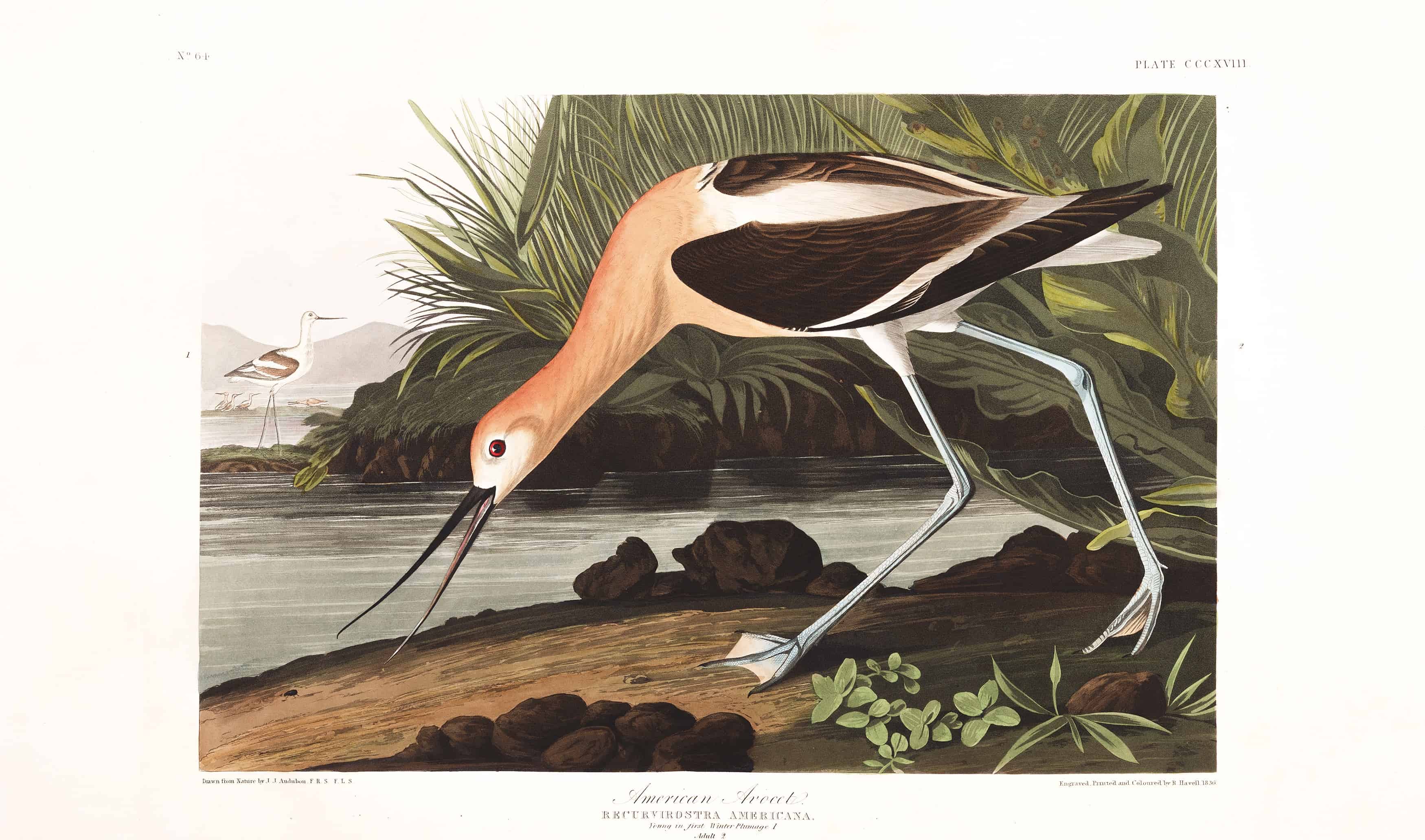 birds of America 