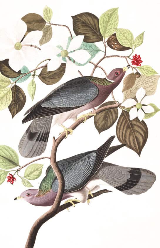 birds of America 