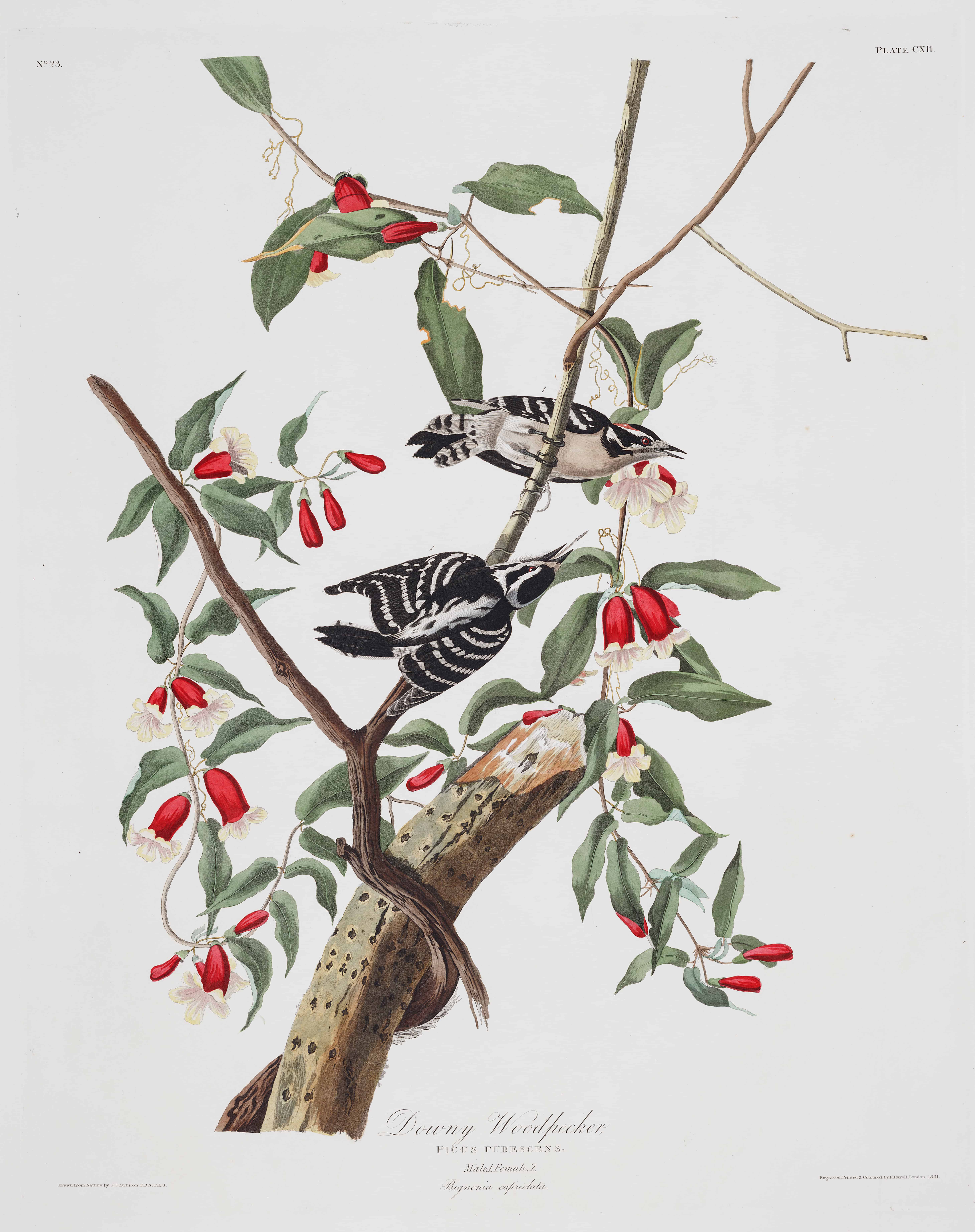 birds of America 