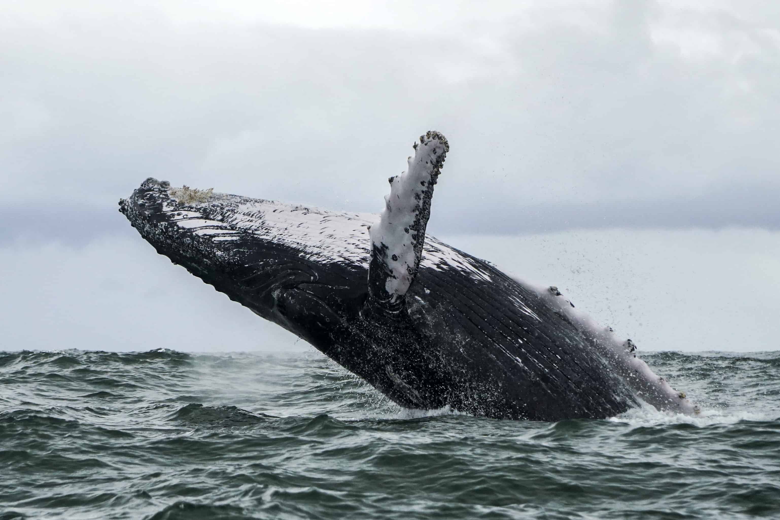 whale