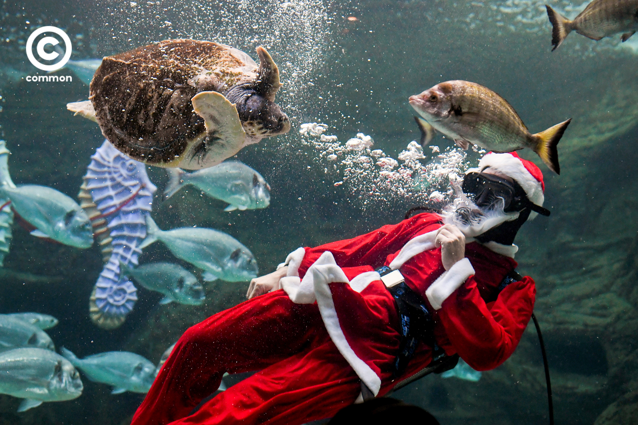 santa