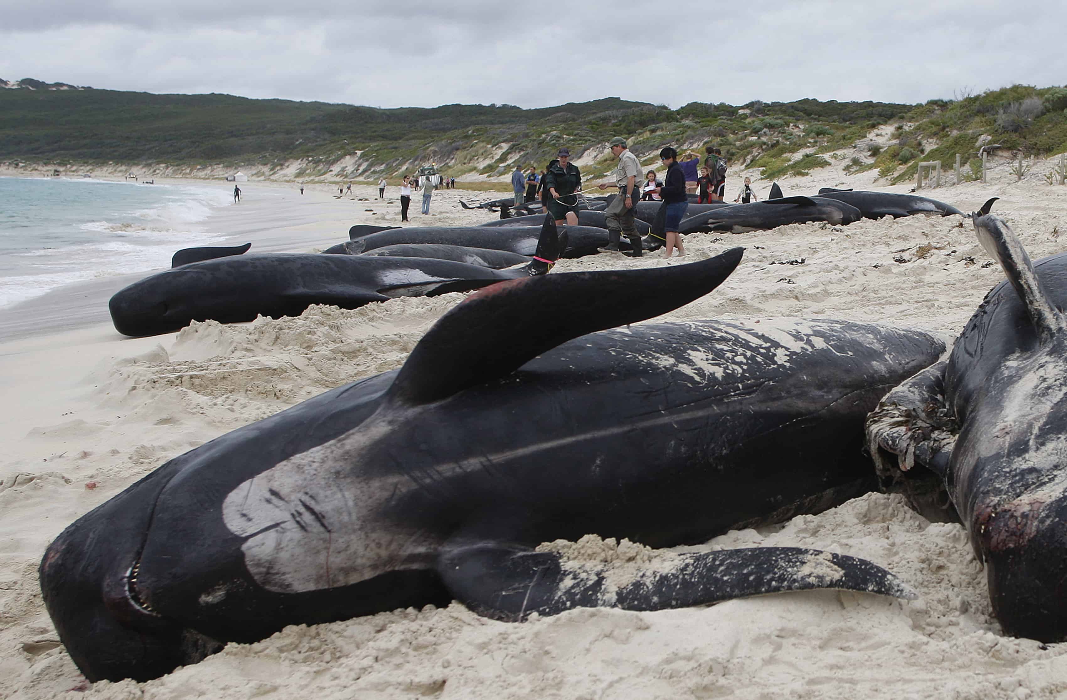dead whale