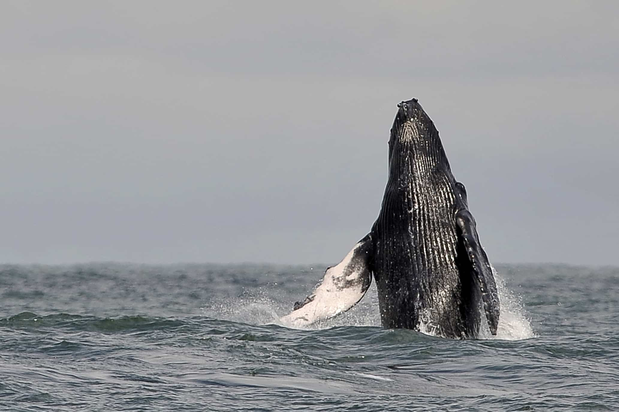 whale 