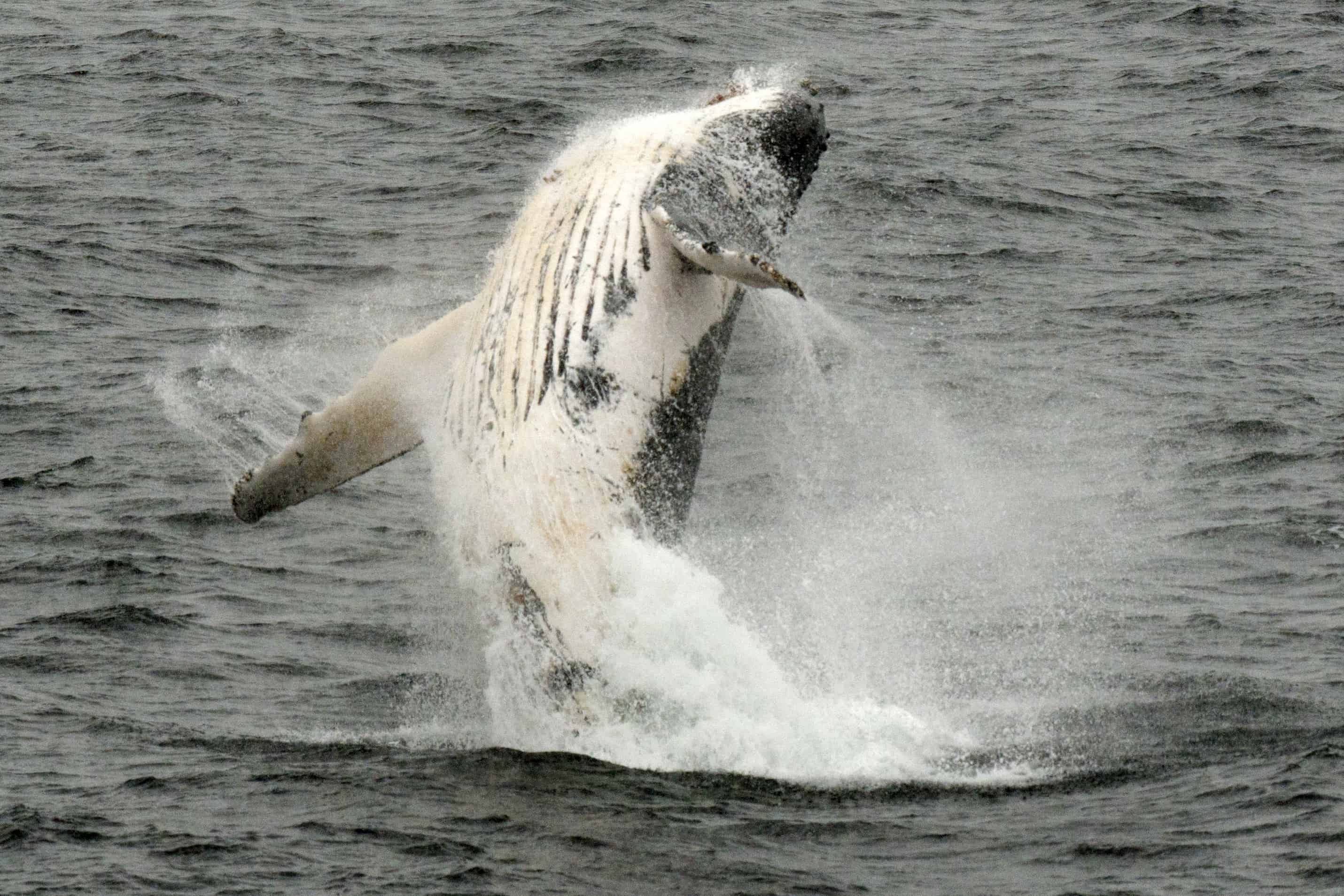 Whale