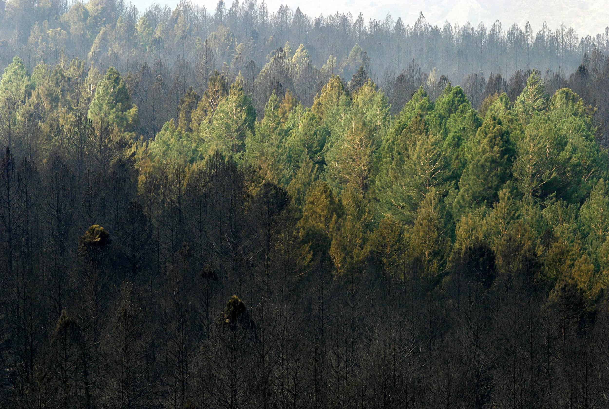 trees climate change 