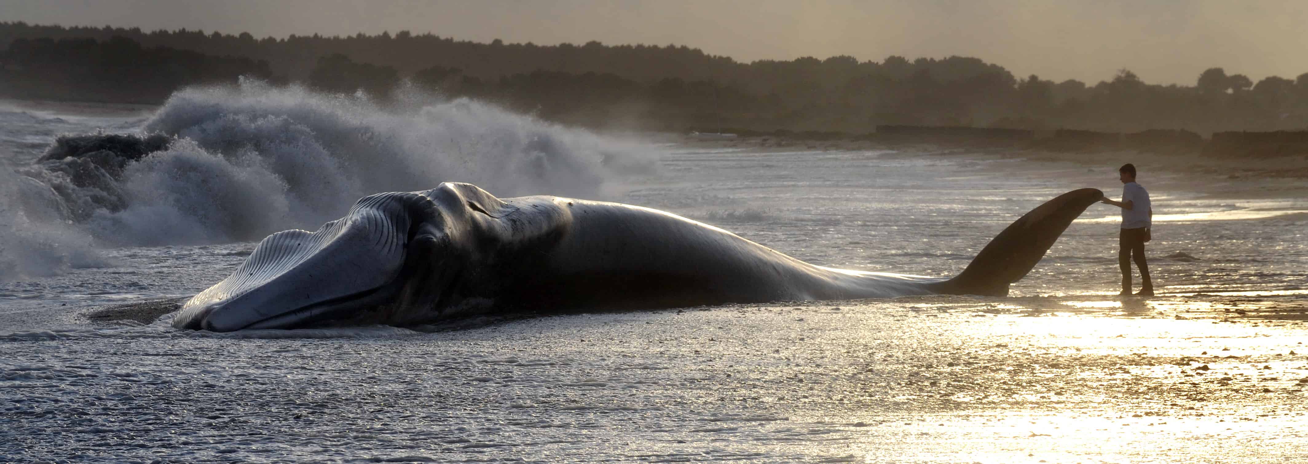 whale 