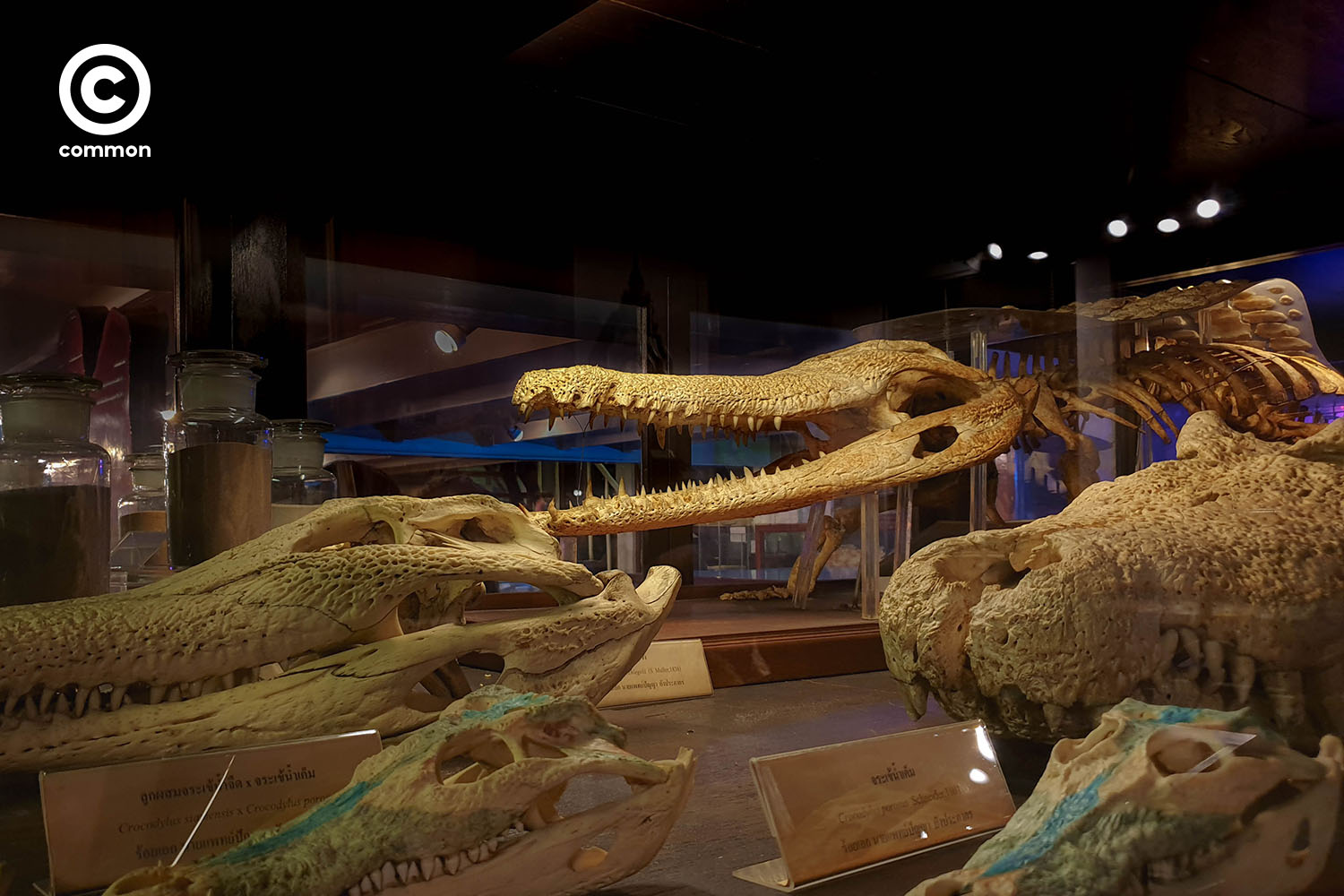 ืnight museum 1