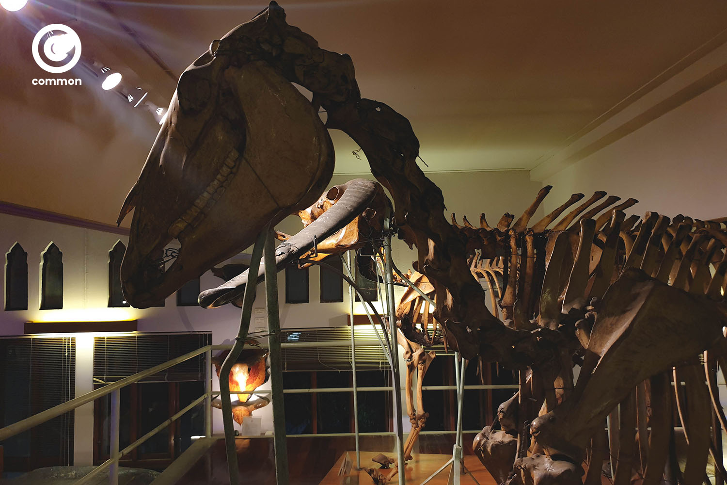 ืnight museum 1