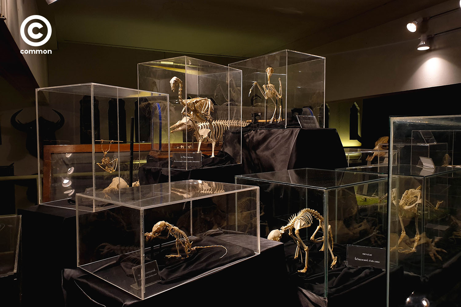 ืnight museum 1