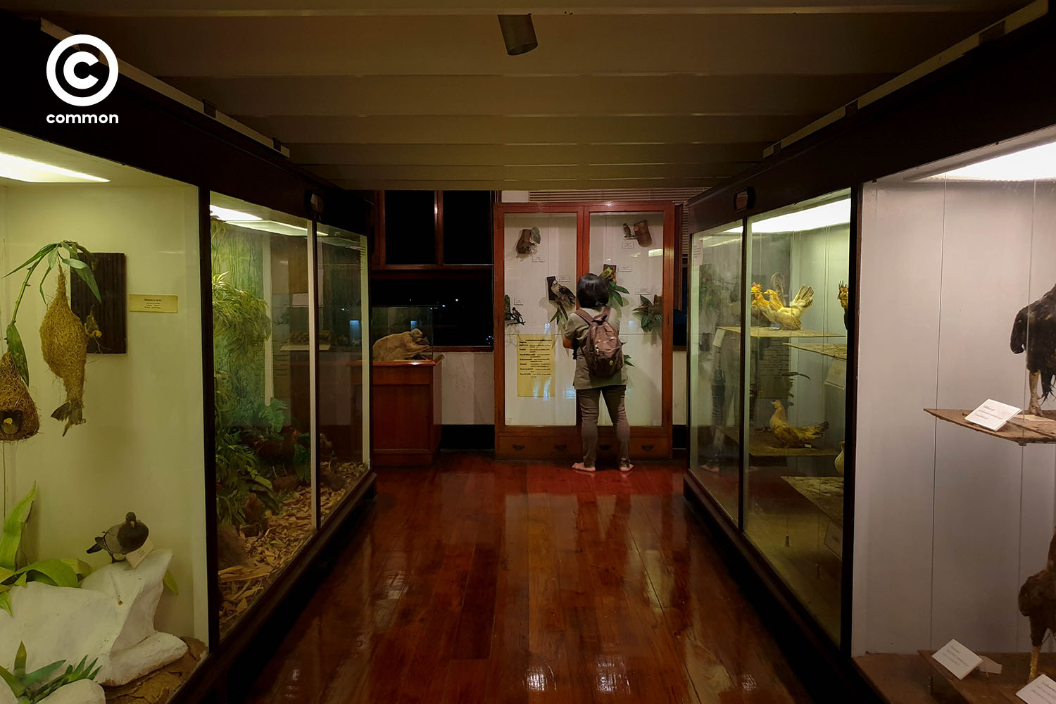 ืnight museum 1