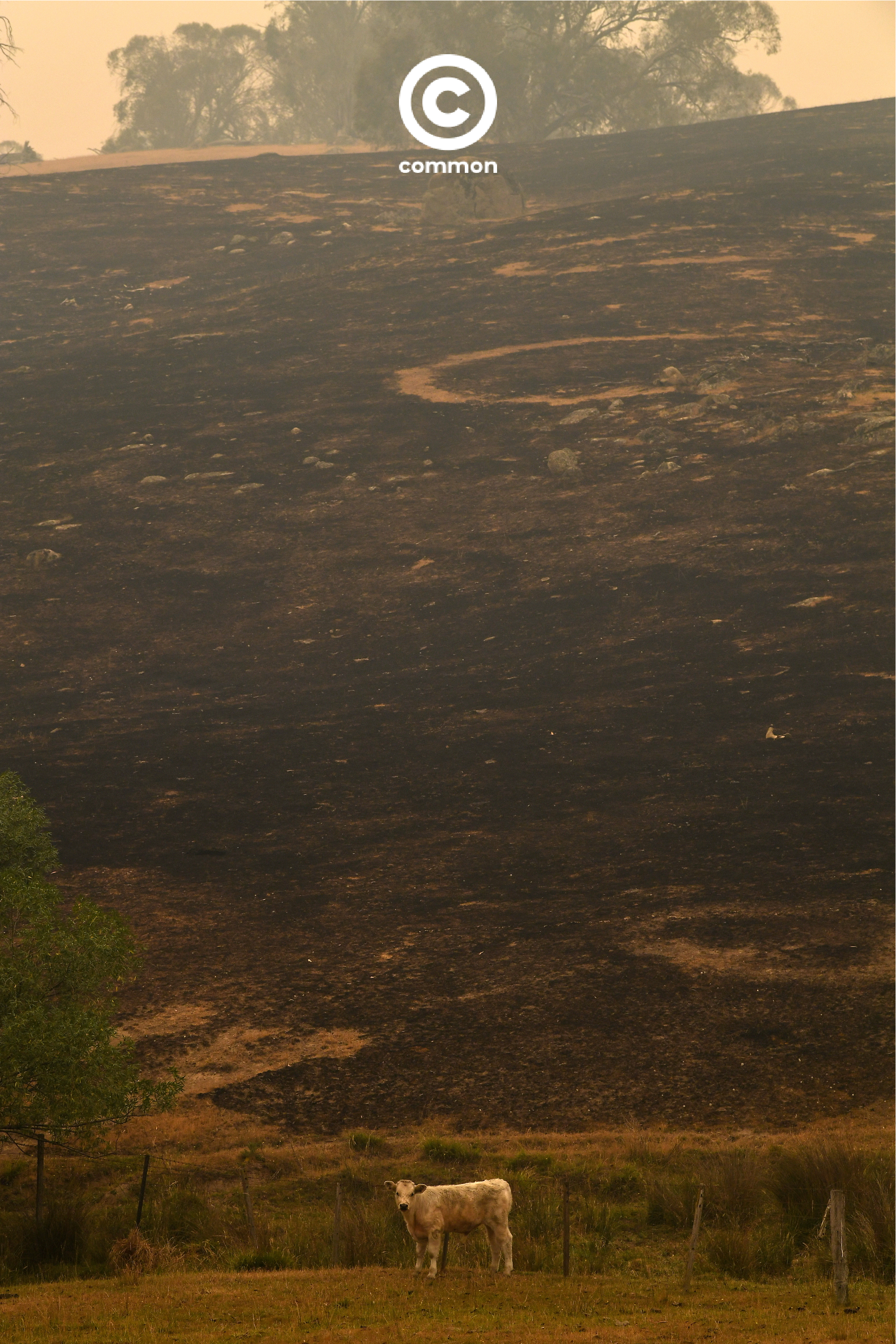 ิีbushfire australia 1